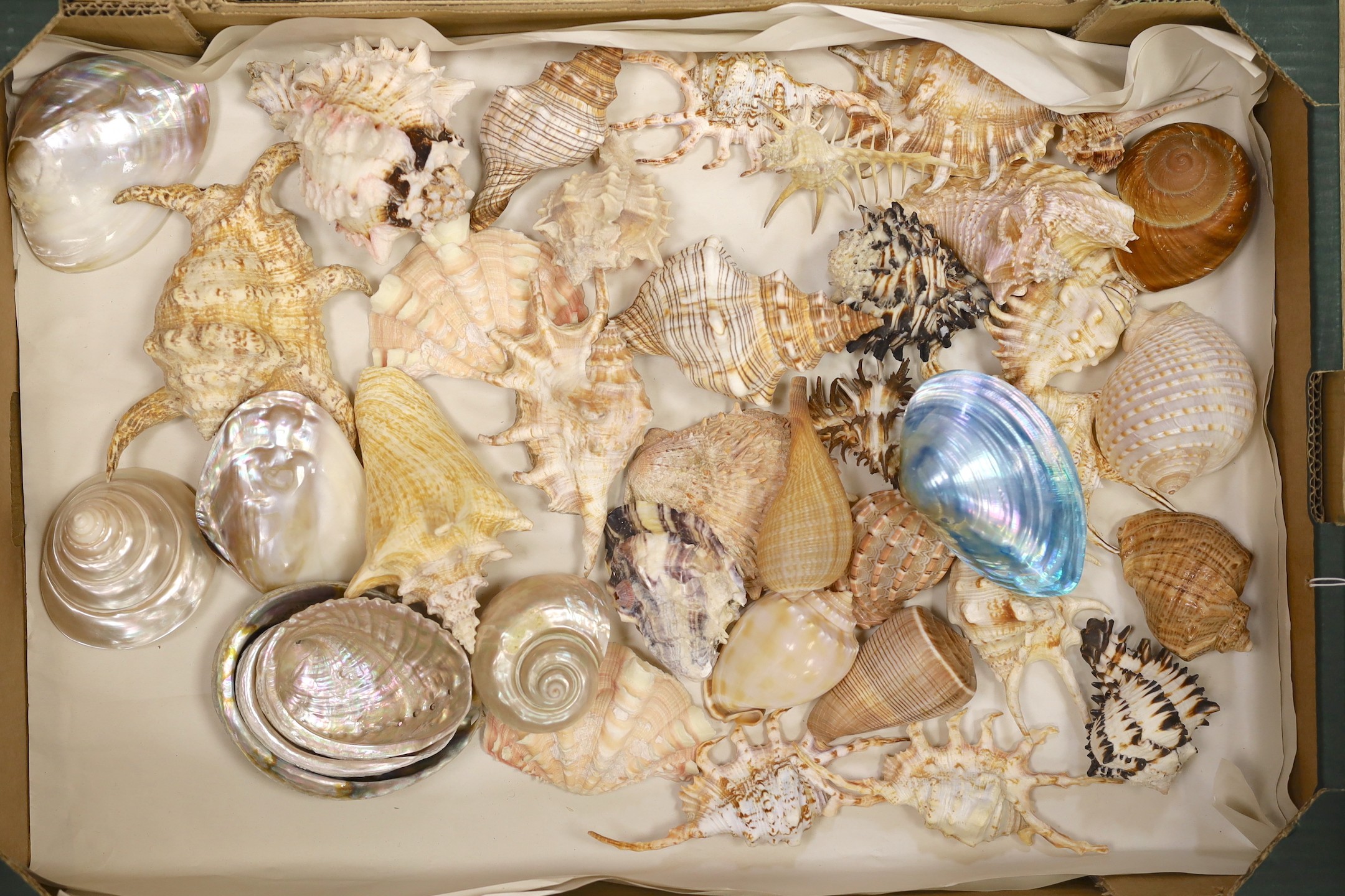 A large collection of assorted seashells, conches, clams, starfish etc. (2 boxes)